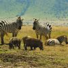 Kenya! Diesel, Ugali and Lots of Zebras